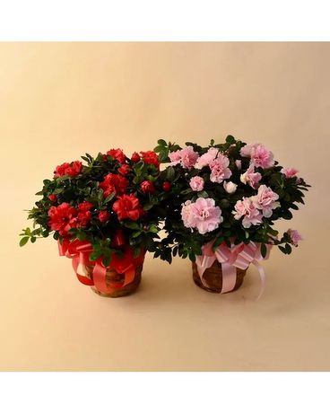 McShan Azalea Plant (Various Colors) Flower Arrangement