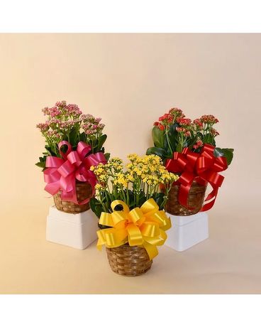 McShan Kolanchoe Plant (Various Colors) Flower Arrangement