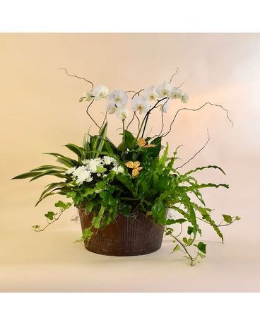 McShan Orchids & Ivy Garden Flower Arrangement