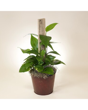 McShan Ivy Pole Flower Arrangement