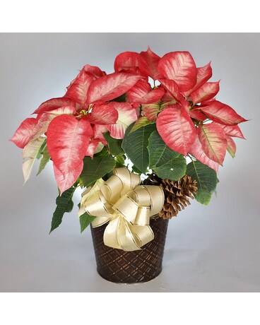 McShan Monet Poinsettia Flower Arrangement