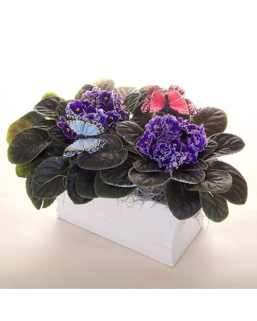 McShan Growing Violets Flower Arrangement