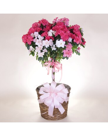 McShan Azalea Tree Plant