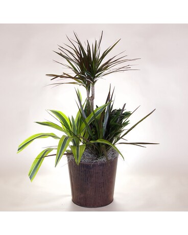 McShan Plant Trio Plant