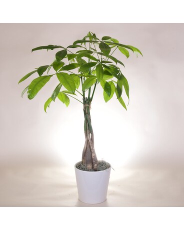McShan Money Tree Plant