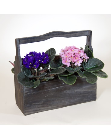 McShan Violet Box Plant