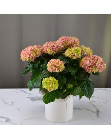 Hydrangea Dallas Happy Hydrangea - Pink in Dallas TX - McShan Florist