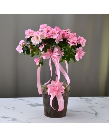McShan Azalea Tree in Dallas, TX | McShan Florist