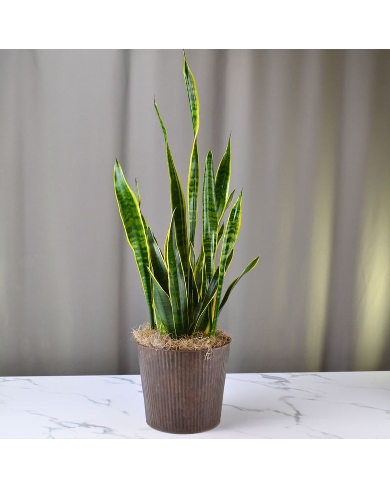 McShan Sansevieria Plant in Dallas, TX | McShan Florist