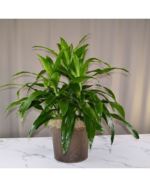 pachira money tree plant Pachira aquatica 'Money Tree'  The Victorian Atlanta