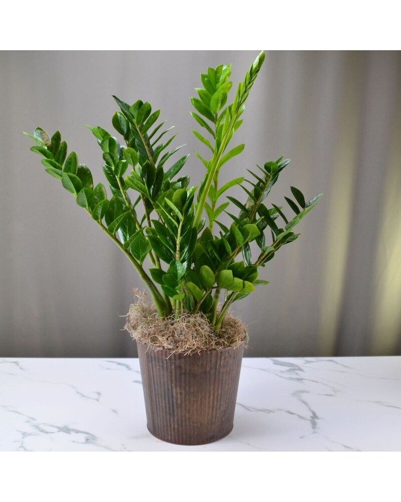 McShan ZZ Plant in Dallas, TX | McShan Florist