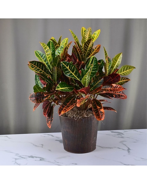 McShan Croton Plant in Dallas, TX | McShan Florist