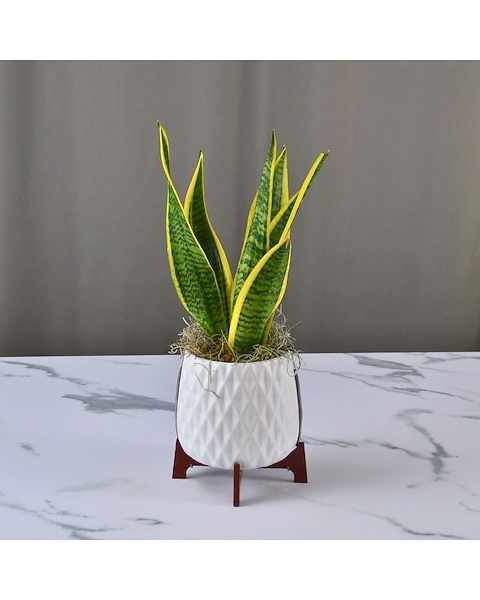 Teleflora's Growing Art Sansevieria Plant in Dallas, TX | McShan Florist