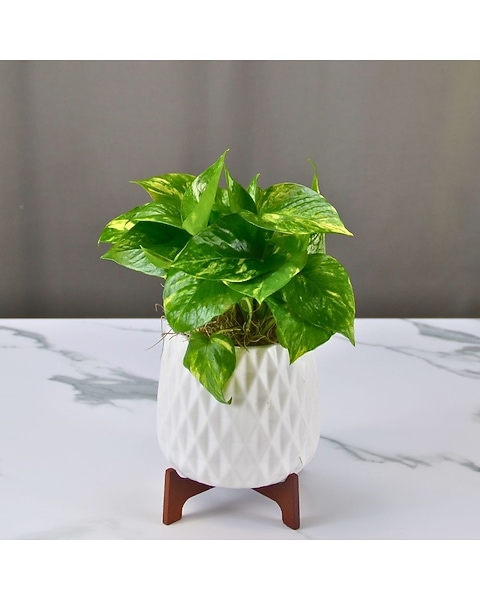 Teleflora's Lush Leaves Pothos Plant in Dallas, TX | McShan Florist