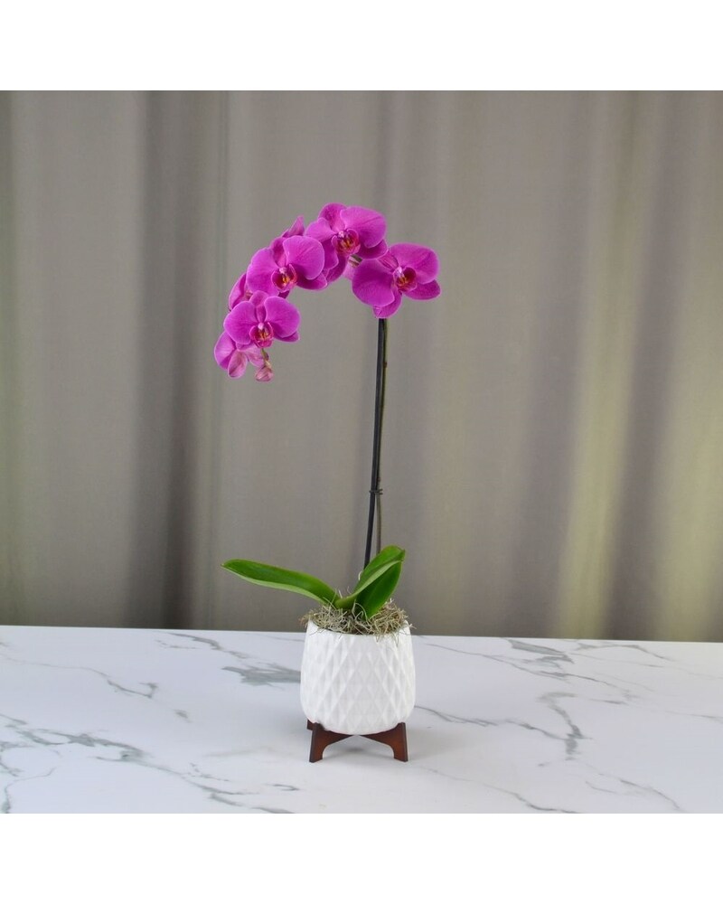 Teleflora's Architectural Orchid Plant in Dallas, TX | McShan Florist