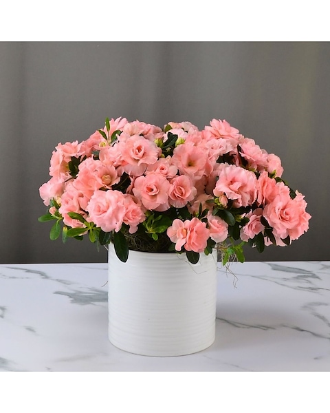 Luxury Azalea Basket Arrangement