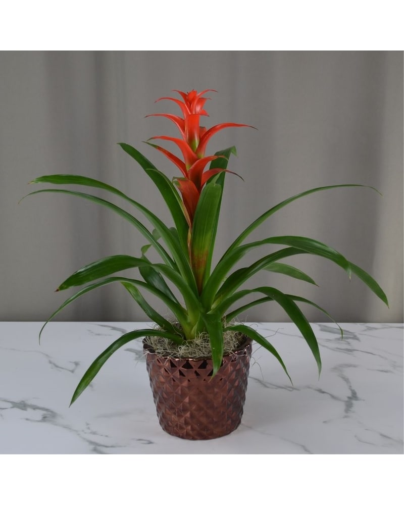 McShan Bromeliad in Dallas, TX | McShan Florist