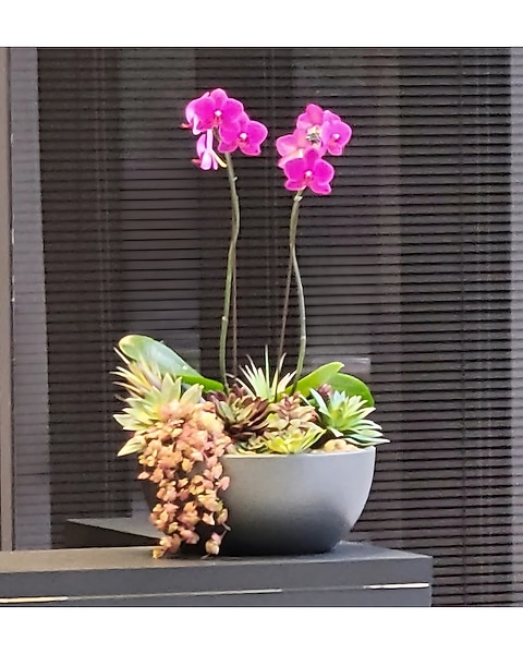 Orchid & Succulent Garden Bowl
