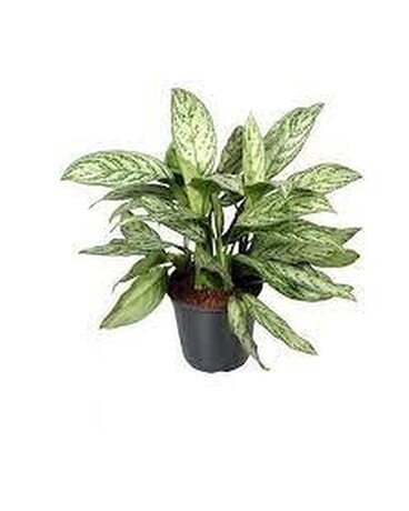 Silver Queen Plant Plant