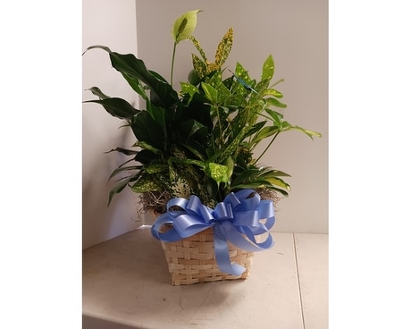 Medium dish garden Flower Arrangement