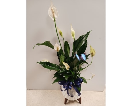 4 inch Peace Lily in Geometric Planter Plant