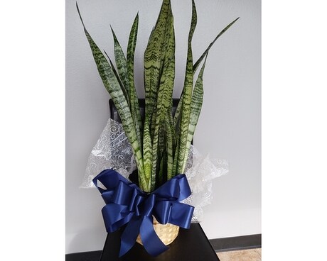 snake plant Plant