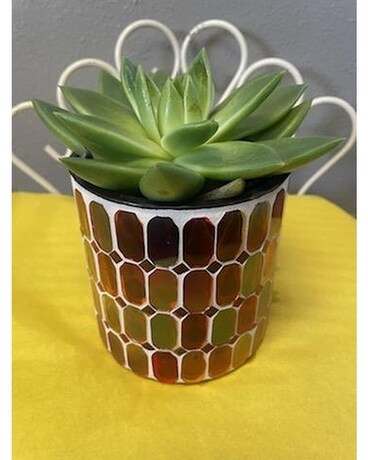 Treasured succulent Plant