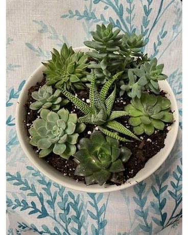 Large succulent dish garden Plant