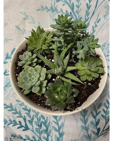 Large succulent dish garden Plant