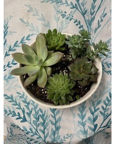 Medium succulent dish garden Plant