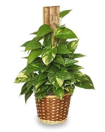 Golden Pothes Ivy - XLarge Flower Arrangement