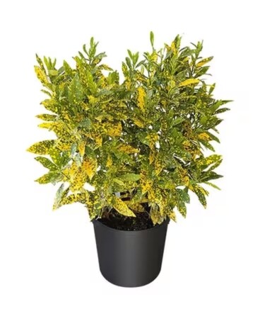 Golden Dust - Large Flower Arrangement