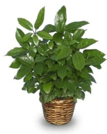 Green Schefflera Plant - XLarge Flower Arrangement