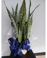 10" Pot size,  inches height and  inches wide.