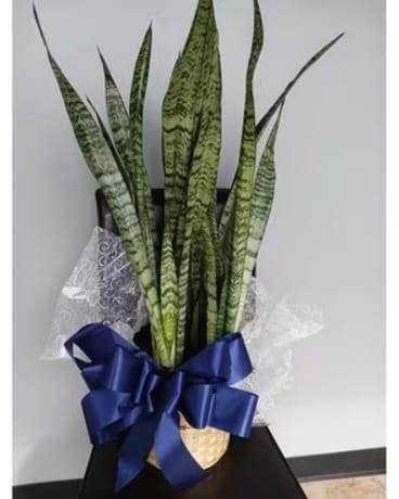Snake Plant - Small Flower Arrangement