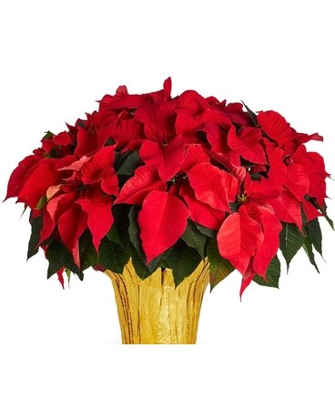 large red poinsettia in foil cover Plant