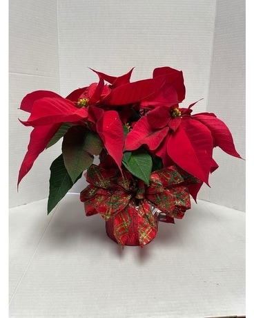Poinsettia in foil pot cover Plant