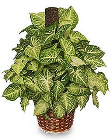 Nephthyis Plant Flower Arrangement