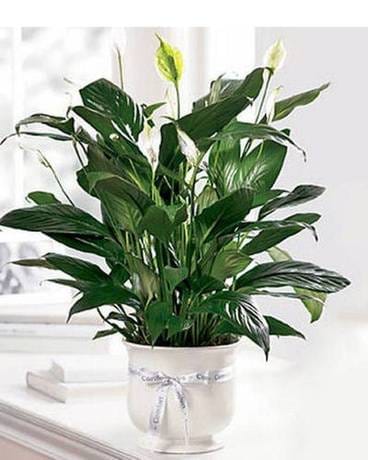Comfort Planter Flower Arrangement