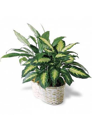 Double Plant Basket Flower Arrangement