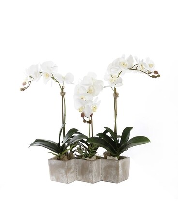Granbury Flowers & Gifts - Three Sisters Real Touch Orchid Custom product