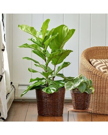 Granbury Flowers & Gifts - Fiddle Leaf Fig Plant Plant