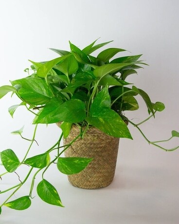 Granbury Flowers & Gifts - Pothos Ivy Plant Plant