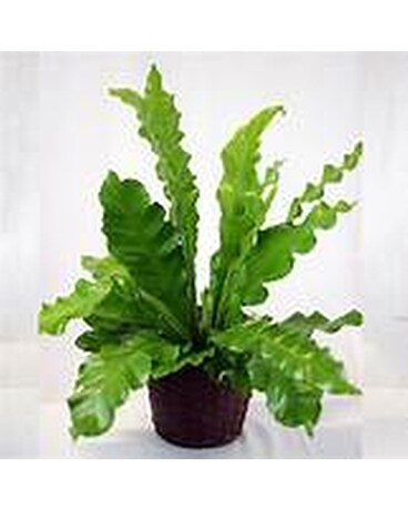 Granbury Flowers & Gifts - Bird Nest Fern Plant Plant