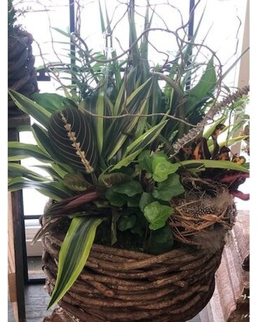 Granbury Flowers & Gifts - Garden of Green Plants Plant