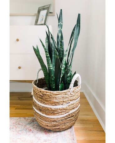 Granbury Flowers & Gifts - Sansevieria Plant Plant