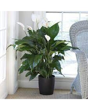 Granbury Flowers & Gifts - Peace Lily Plant Plant