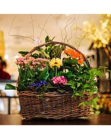 Granbury Flowers & Gifts - Garden of Blooming/Green Plants Plant