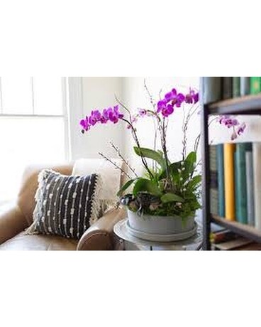 Granbury Flowers & Gifts - Orchid Planter Plant