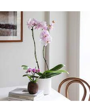 Granbury Flowers & Gifts - Phalaenopsis Orchid Plant